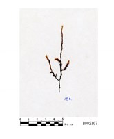 藏品(緋垂苔本亞種)的圖片